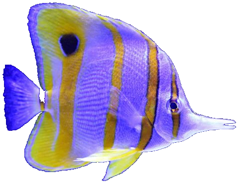 butterflyfish