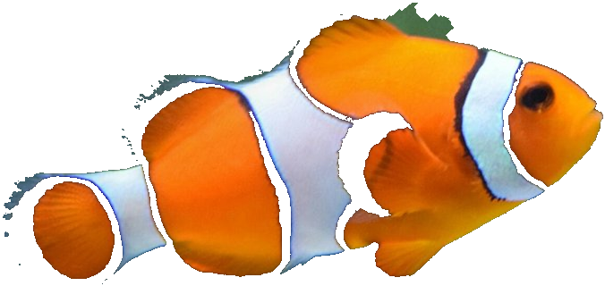 clownfish