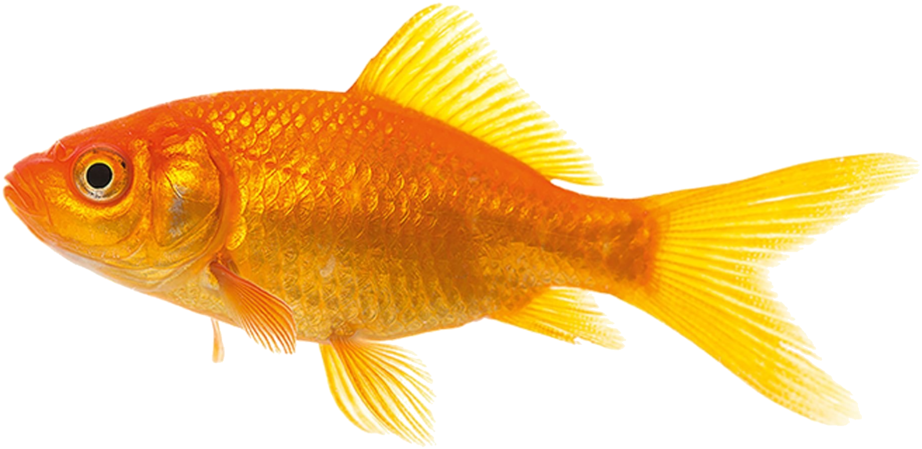 goldfish